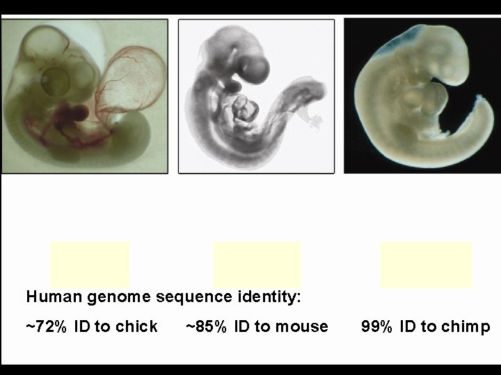 Human genome sequence identity: ~72% ID to chick ~85% ID to mouse 99% ID