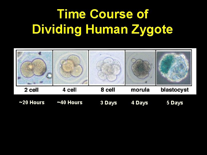 Time Course of Dividing Human Zygote ~20 Hours ~40 Hours 3 Days 4 Days
