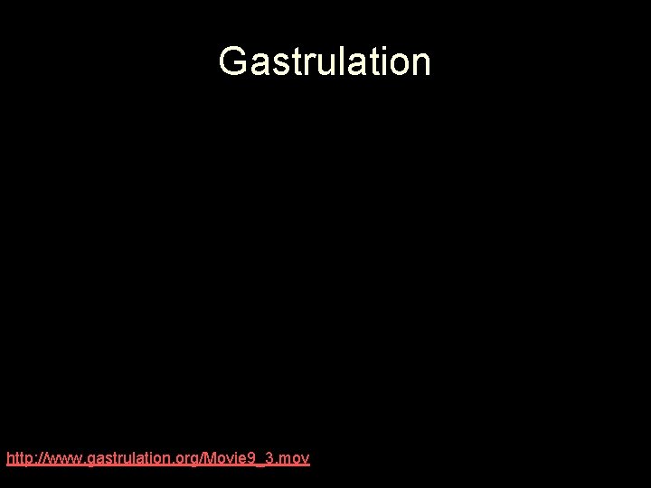 Gastrulation http: //www. gastrulation. org/Movie 9_3. mov 