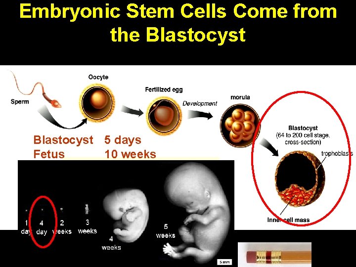 Embryonic Stem Cells Come from the Blastocyst 5 days Fetus 10 weeks Full-term 40