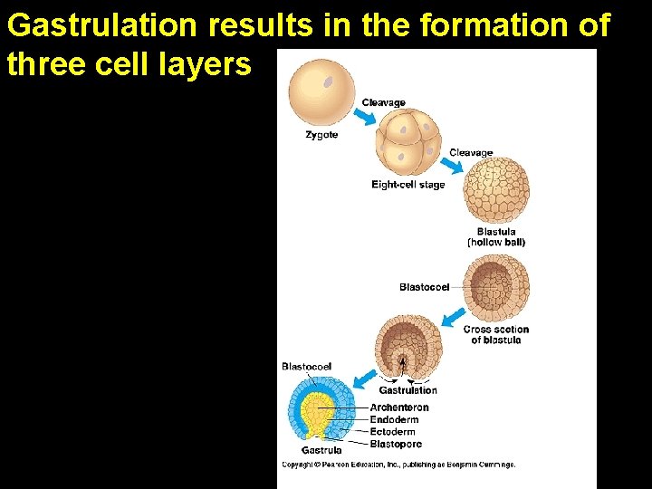 Gastrulation results in the formation of three cell layers A 