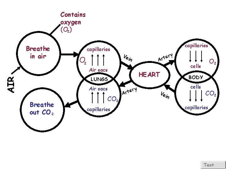 Air Contains oxygen (O ) ² Breathe in air capillaries O ² capillaries Ve