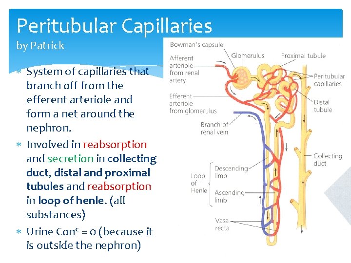 Peritubular Capillaries by Patrick System of capillaries that branch off from the efferent arteriole