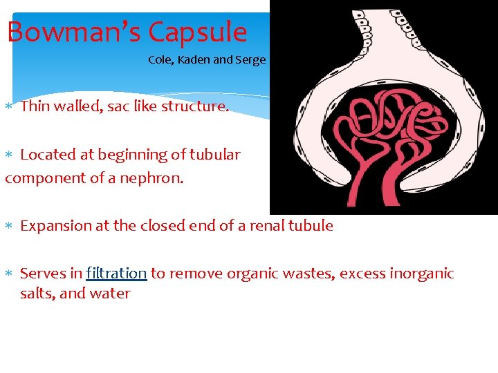 Bowman’s Capsule Cole, Kaden and Serge Thin walled, sac like structure. Located at beginning