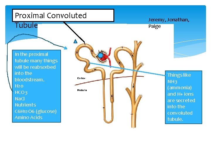 Proximal Convoluted Tubule In the proximal tubule many things will be reabsorbed into the