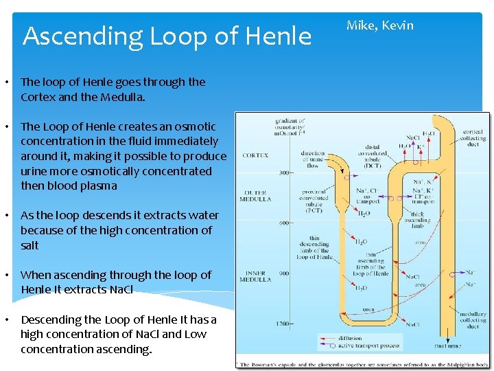 Ascending Loop of Henle • The loop of Henle goes through the Cortex and
