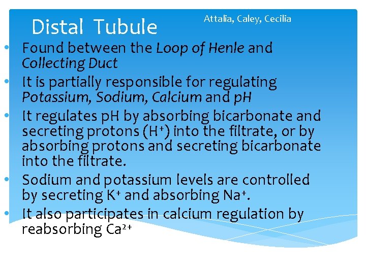Distal Tubule Attalia, Caley, Cecilia • Found between the Loop of Henle and Collecting