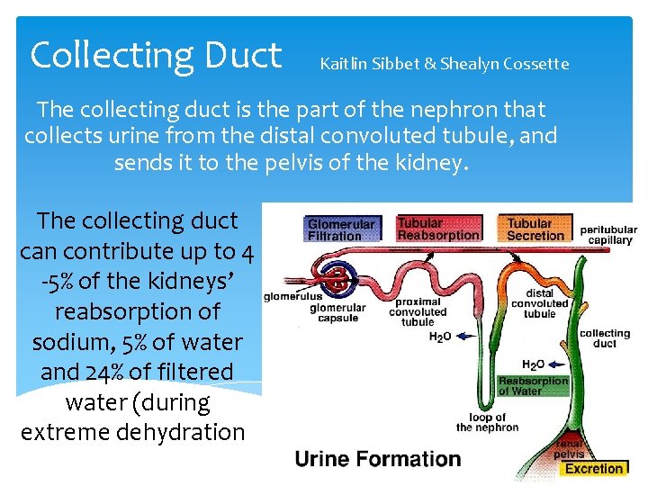 Collecting Duct Kaitlin Sibbet & Shealyn Cossette The collecting duct is the part of