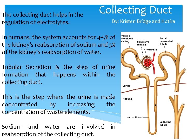 The collecting duct helps in the regulation of electrolytes. Collecting Duct By: Kristen Bridge