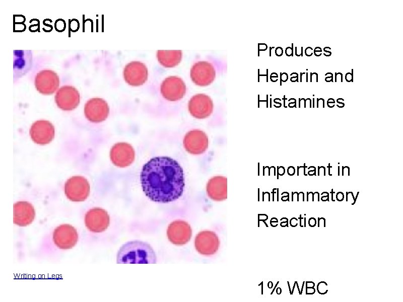 Basophil Produces Heparin and Histamines Important in Inflammatory Reaction Writing on Legs 1% WBC