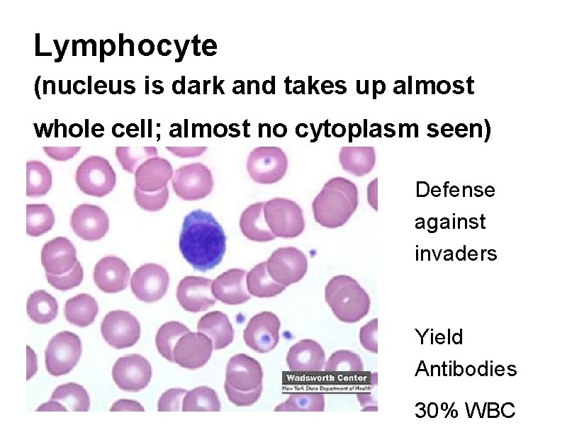 Lymphocyte (nucleus is dark and takes up almost whole cell; almost no cytoplasm seen)