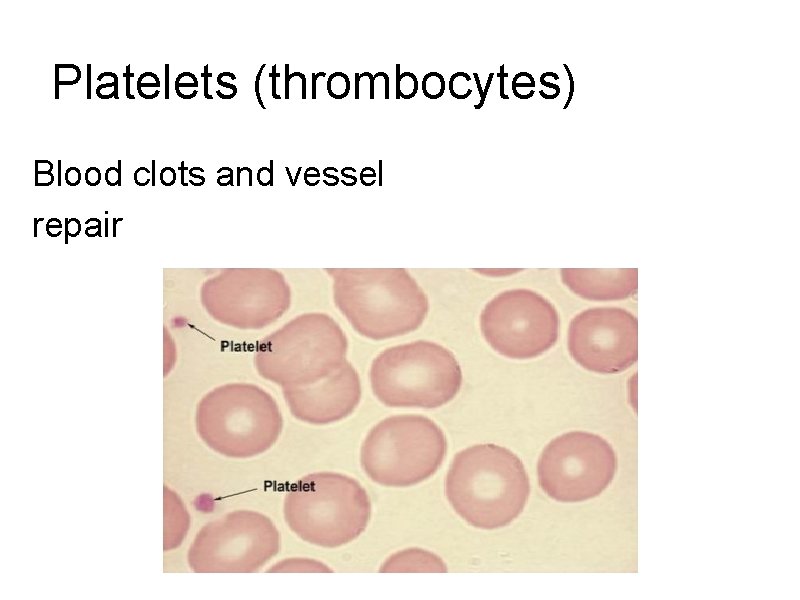 Platelets (thrombocytes) Blood clots and vessel repair 