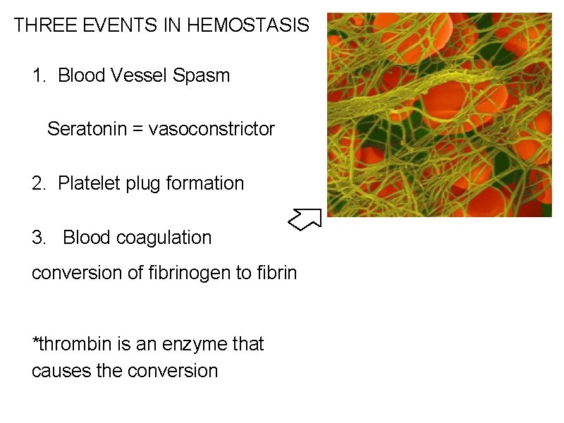 THREE EVENTS IN HEMOSTASIS 1. Blood Vessel Spasm Seratonin = vasoconstrictor 2. Platelet plug