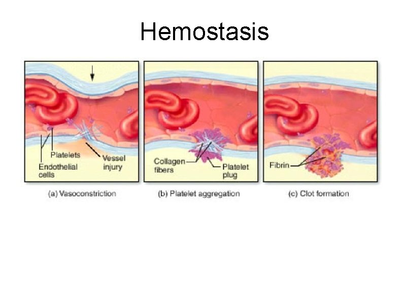 Hemostasis 