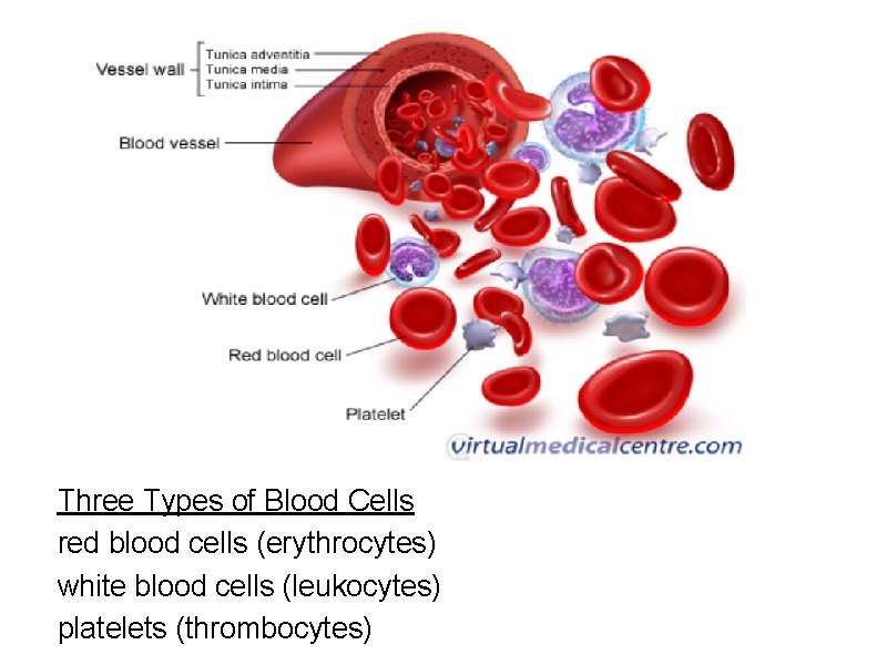 Three Types of Blood Cells red blood cells (erythrocytes) white blood cells (leukocytes) platelets