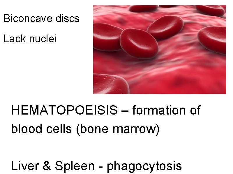 Biconcave discs Lack nuclei HEMATOPOEISIS – formation of blood cells (bone marrow) Liver &