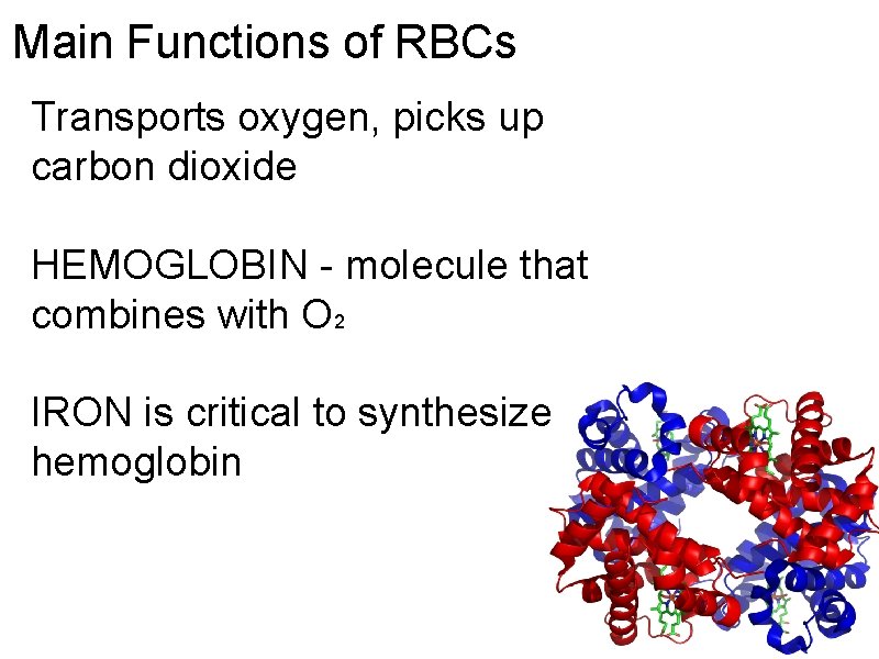 Main Functions of RBCs Transports oxygen, picks up carbon dioxide HEMOGLOBIN - molecule that