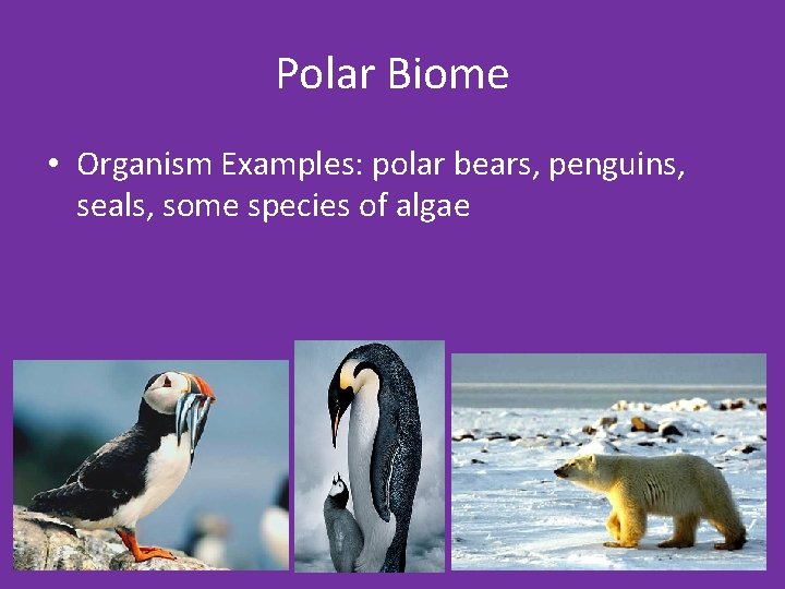 Polar Biome • Organism Examples: polar bears, penguins, seals, some species of algae 