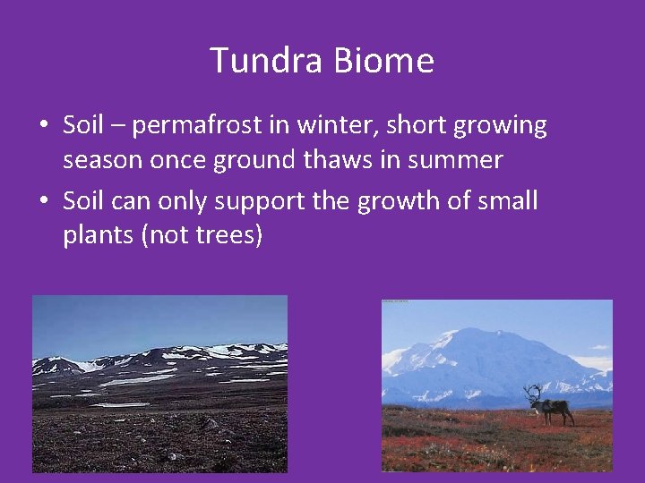 Tundra Biome • Soil – permafrost in winter, short growing season once ground thaws