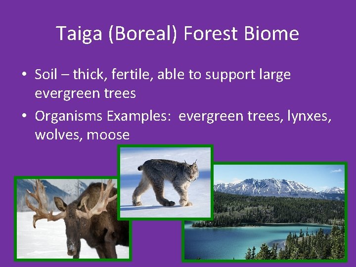 Taiga (Boreal) Forest Biome • Soil – thick, fertile, able to support large evergreen