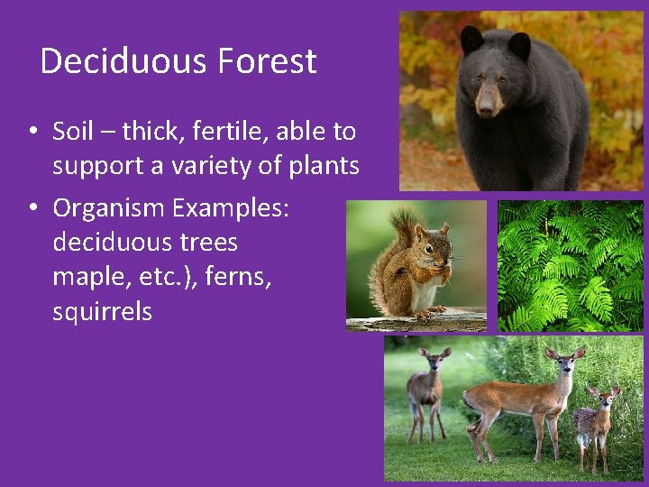 Deciduous Forest • Soil – thick, fertile, able to support a variety of plants