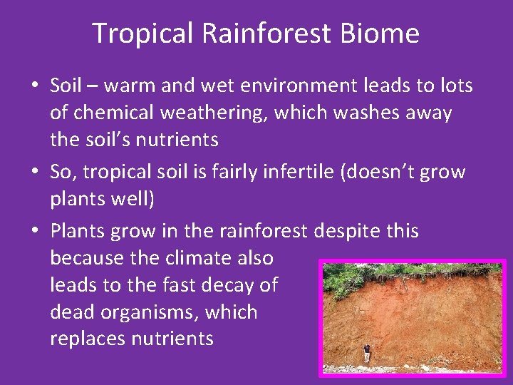 Tropical Rainforest Biome • Soil – warm and wet environment leads to lots of
