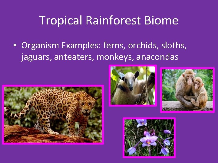 Tropical Rainforest Biome • Organism Examples: ferns, orchids, sloths, jaguars, anteaters, monkeys, anacondas 