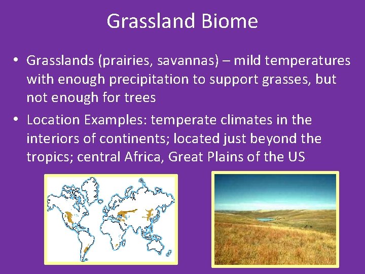 Grassland Biome • Grasslands (prairies, savannas) – mild temperatures with enough precipitation to support