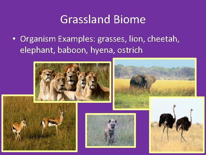 Grassland Biome • Organism Examples: grasses, lion, cheetah, elephant, baboon, hyena, ostrich 