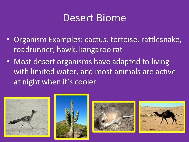 Desert Biome • Organism Examples: cactus, tortoise, rattlesnake, roadrunner, hawk, kangaroo rat • Most