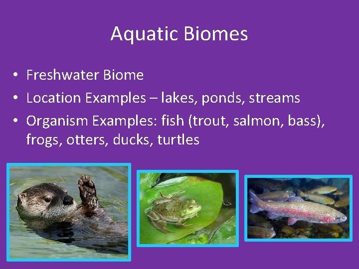 Aquatic Biomes • Freshwater Biome • Location Examples – lakes, ponds, streams • Organism