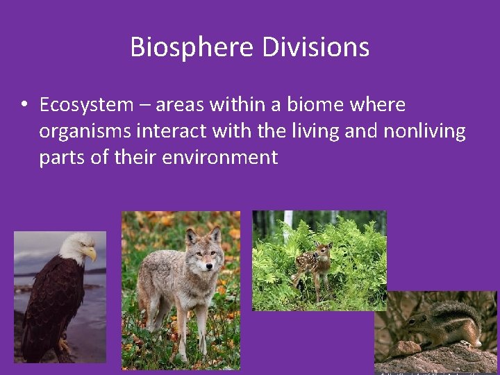 Biosphere Divisions • Ecosystem – areas within a biome where organisms interact with the