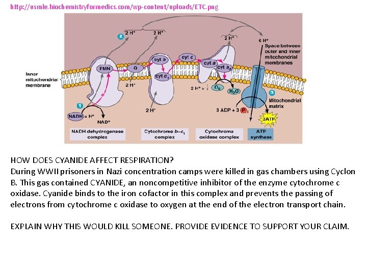 http: //usmle. biochemistryformedics. com/wp-content/uploads/ETC. png HOW DOES CYANIDE AFFECT RESPIRATION? During WWII prisoners in