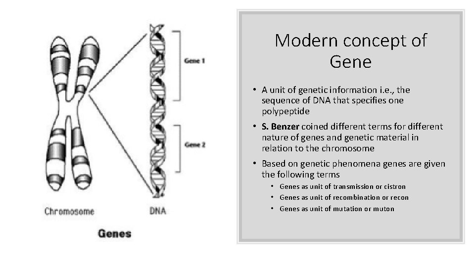 Modern concept of Gene • A unit of genetic information i. e. , the