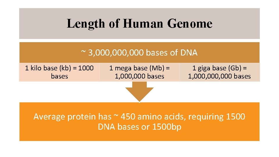 Length of Human Genome ~ 3, 000, 000 bases of DNA 1 kilo base