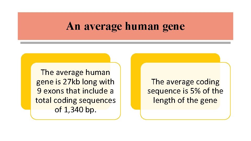 An average human gene The average human gene is 27 kb long with 9
