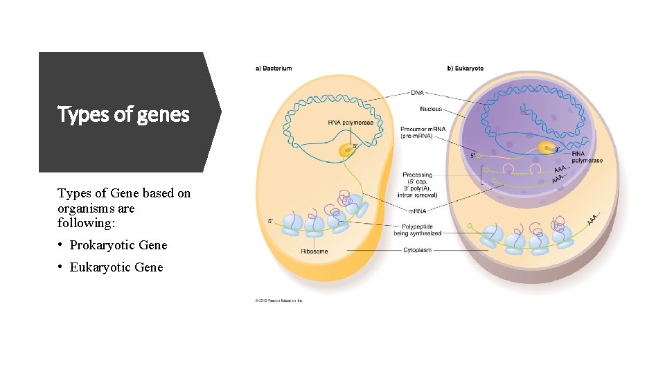 Types of genes Types of Gene based on organisms are following: • Prokaryotic Gene