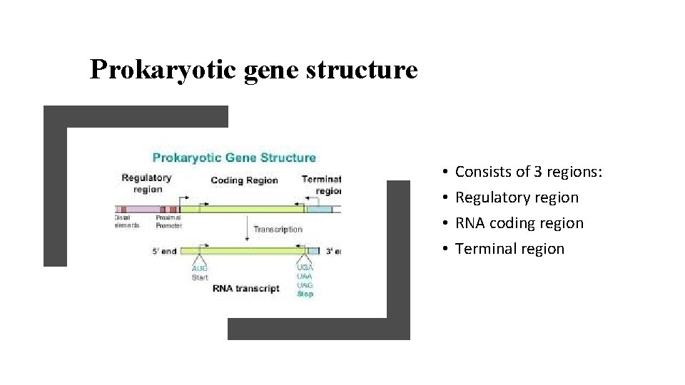 Prokaryotic gene structure • • Consists of 3 regions: Regulatory region RNA coding region