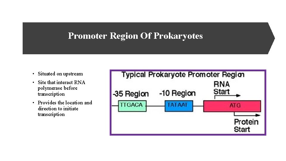 Promoter Region Of Prokaryotes • Situated on upstream • Site that interact RNA polymerase