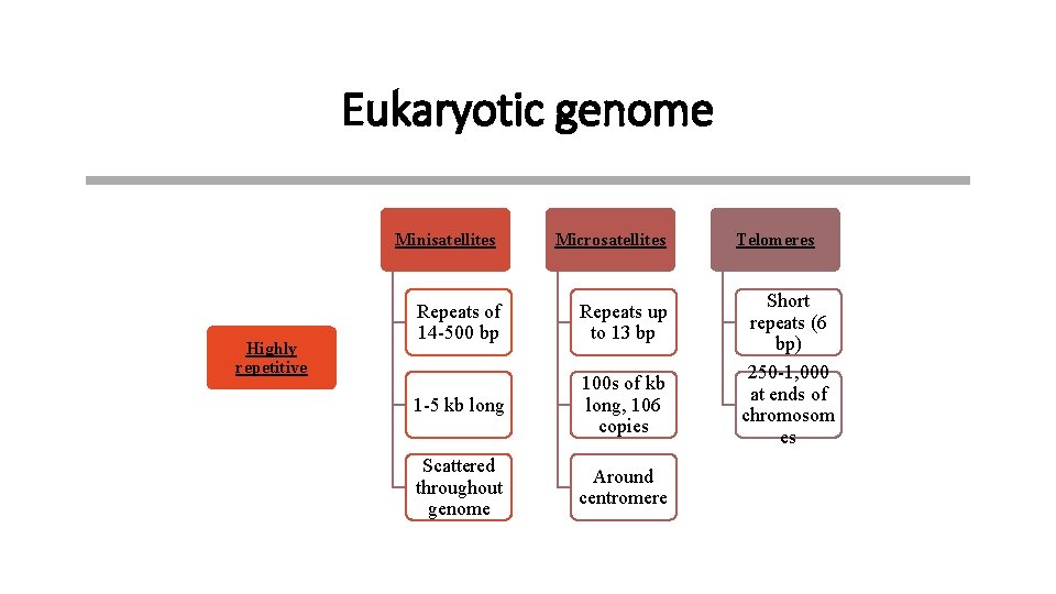 Eukaryotic genome Highly repetitive Minisatellites Microsatellites Repeats of 14 -500 bp Repeats up to