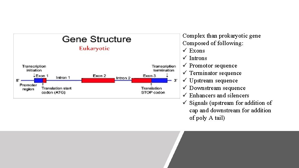 Complex than prokaryotic gene Composed of following: ü Exons ü Introns ü Promotor sequence