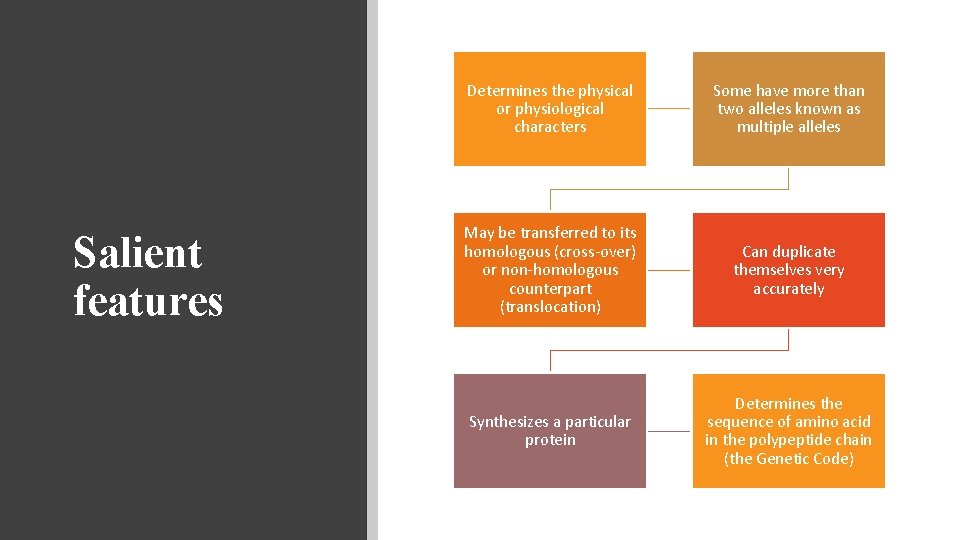 Salient features Determines the physical or physiological characters Some have more than two alleles