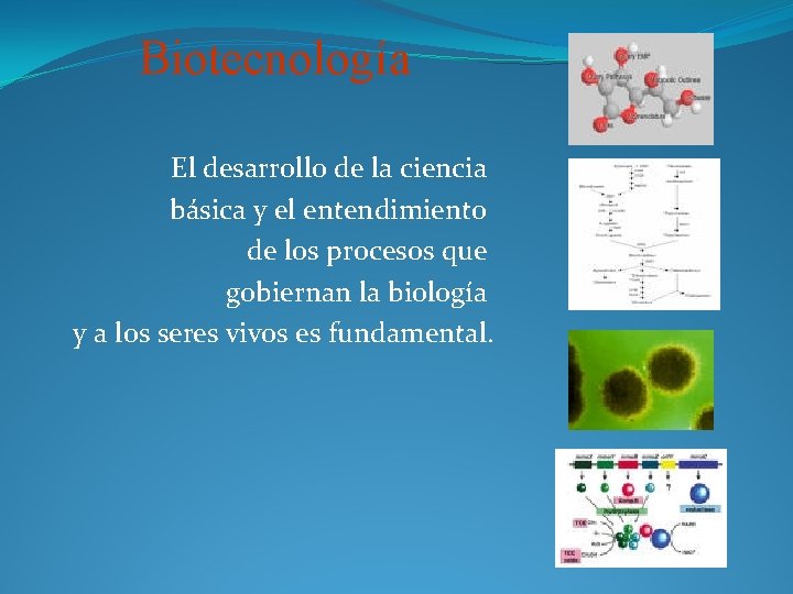 Biotecnología El desarrollo de la ciencia básica y el entendimiento de los procesos que