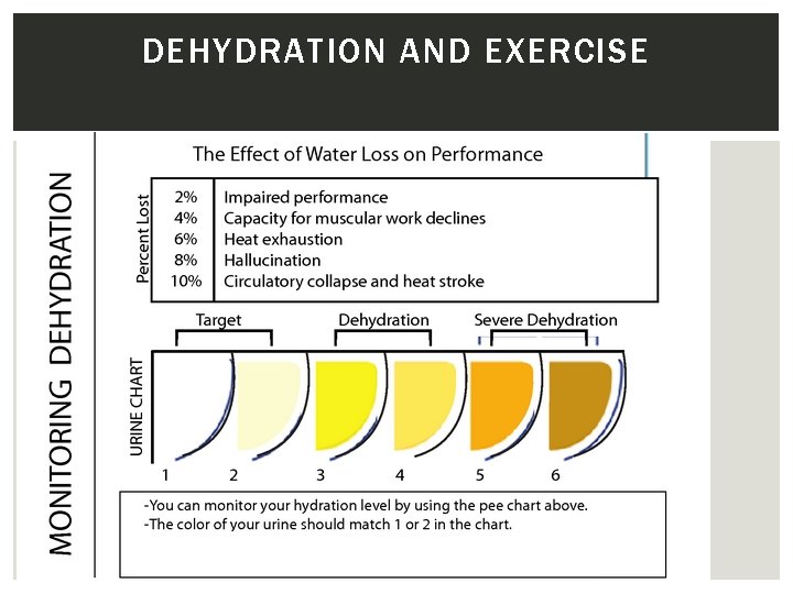 DEHYDRATION AND EXERCISE 