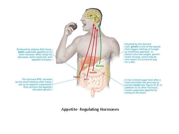 Appetite- Regulating Hormones 