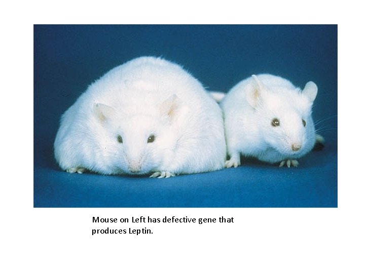 Mouse on Left has defective gene that produces Leptin. 