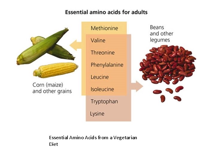 Essential Amino Acids from a Vegetarian Diet 