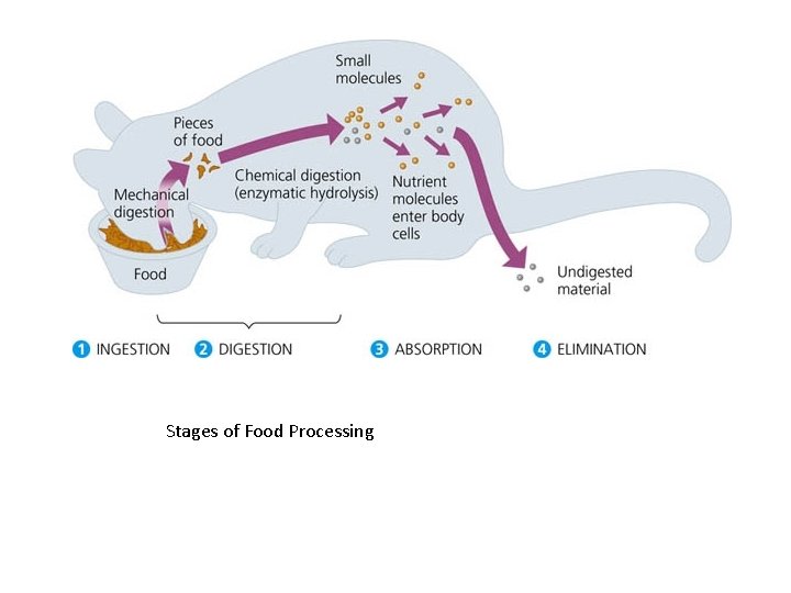 Stages of Food Processing 