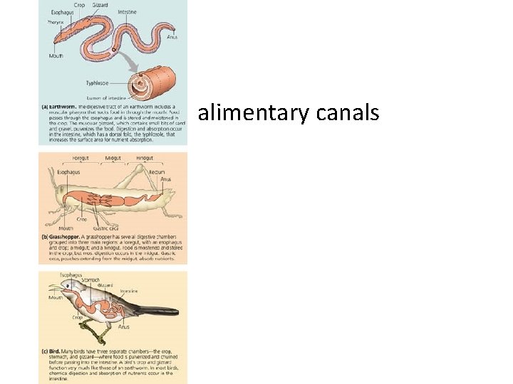 alimentary canals 