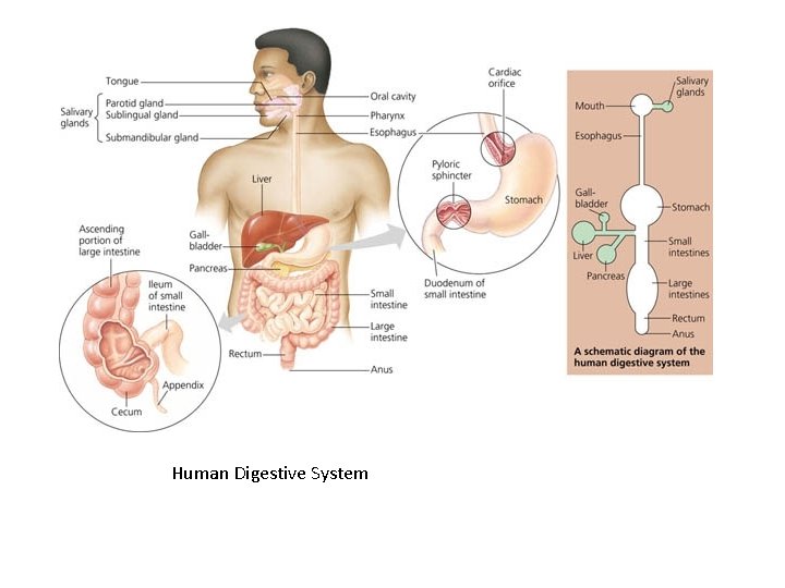 Human Digestive System 